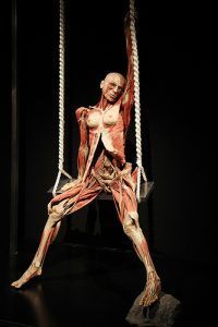 Body Worlds: The Happiness Project
